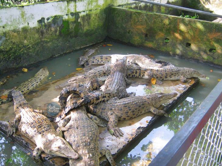 Taman Buaya Asam Kumbang Medan