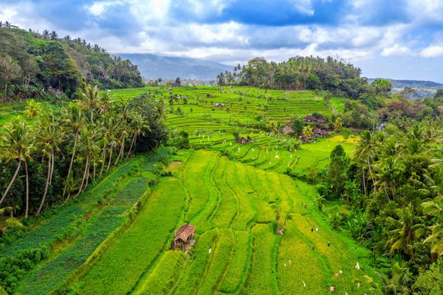 Cara Terbaik Menikmati Liburan di Ubud Bali